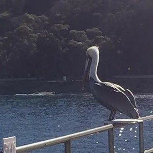 Meet your Posher, Debbie